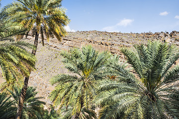 Image showing Palms of Misfah Abreyeen