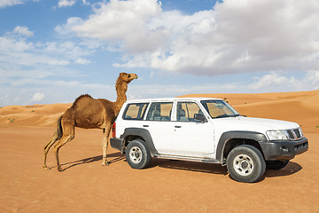 Image showing Camel rubs against a car