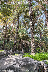 Image showing Palm garden Misfah Abreyeen