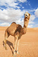 Image showing Camel in Wahiba Oman