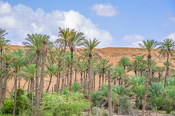 Image showing Oasis Al Haway Oman