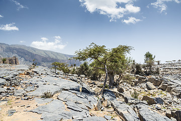 Image showing Trees Jebel Shams