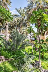 Image showing Wild garden Misfah Abreyeen