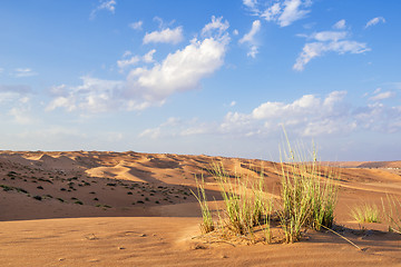 Image showing Desert gras Wahiba Oman