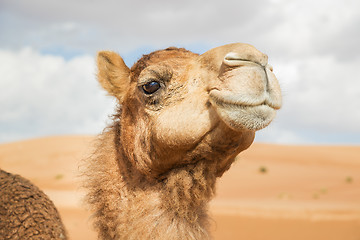 Image showing Camel in Wahiba Oman