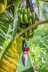 Image showing Banana blossom Misfah Abreyeen