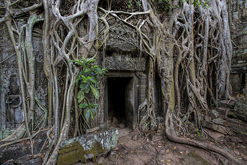 Image showing Sunrise over Ta Phrom