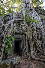 Image showing Sunrise over Ta Phrom