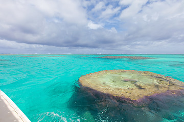 Image showing purple corals underwater