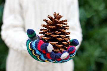 Image showing close-up of tree cone