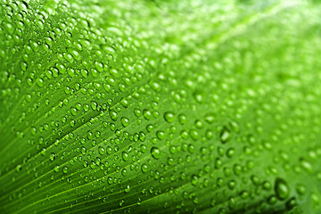 Image showing water drops on green plant leaf 