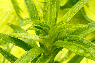 Image showing water drops on green plant leaf 