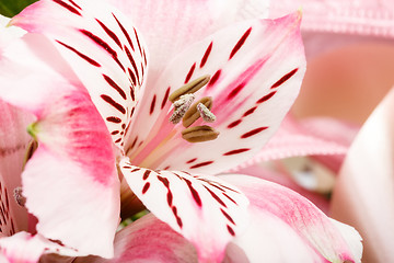 Image showing detail of bouquet of pink lily flower on white