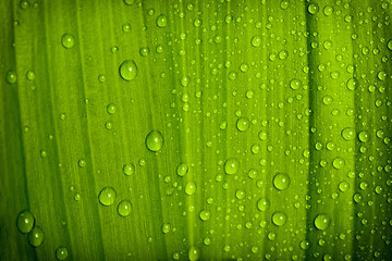 Image showing water drops on green plant leaf 