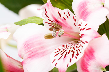 Image showing detail of bouquet of pink lily flower on white