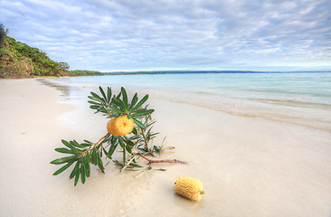 Image showing Banksia Serrata on the beach