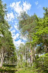 Image showing trees under the blue sky