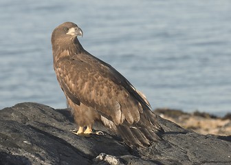 Image showing Young White tailed Eagle.