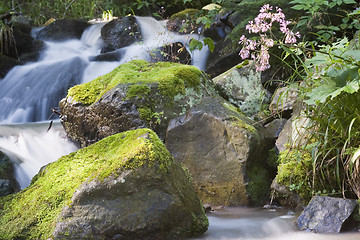 Image showing Creek and flower