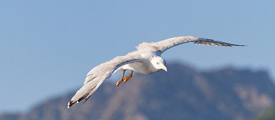 Image showing Seagull