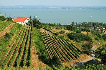 Image showing Badacsony - Balaton