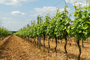 Image showing Tokay grapes