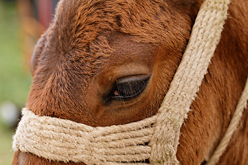 Image showing Brown horse