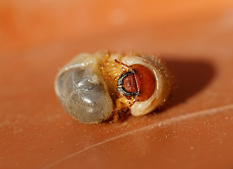 Image showing May beetle larvae - Melolontha melolontha