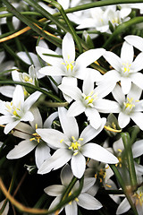 Image showing White flower