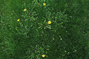 Image showing Green grass