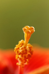 Image showing Hibiscus