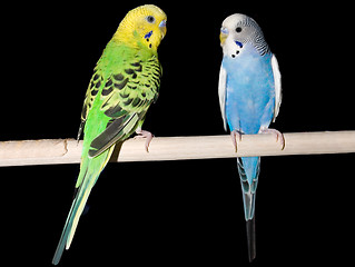 Image showing Parakeet Pair