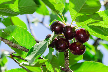 Image showing Ripe juicy vinous cherry big berries