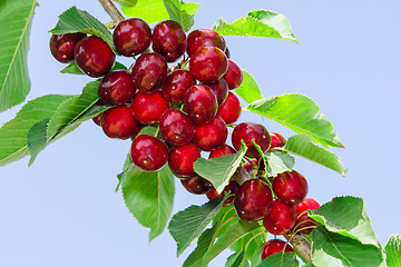 Image showing Branch of cherry tree with ripe tasty sweet berries