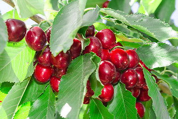 Image showing Tasty sweet cherry berry in lush leafage