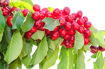 Image showing Bunches of ripe sweet cherry juicy berries