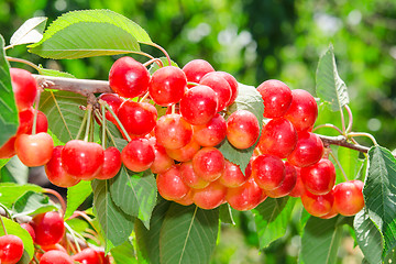 Image showing Sunlit ripe white rainier cherry sweet juicy berry