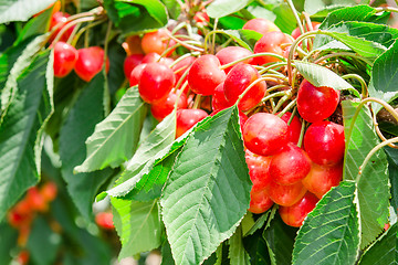 Image showing Many beautiful rainier cherries berries shiny bunches