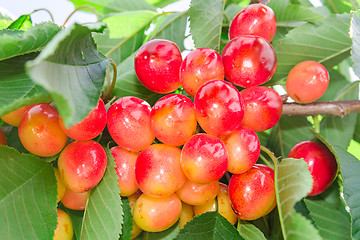 Image showing Vivid rainier white cherry berry