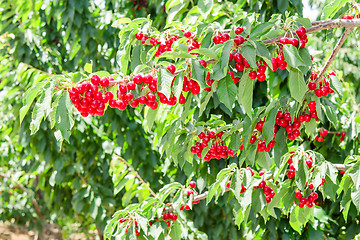 Image showing Cherry berry tree in orchard