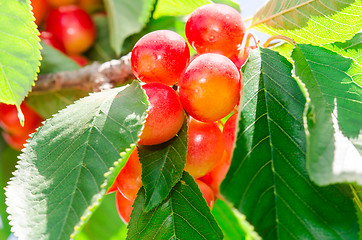 Image showing Ripe juicy sweet rainier cherry white berry fruits