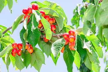 Image showing Vibrant white rainier cherry berry bunches