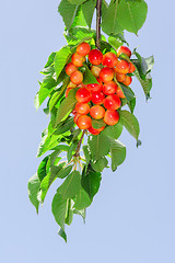 Image showing Long branch of white rainier cherry