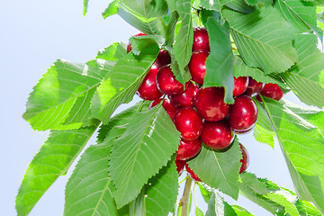 Image showing Branch of cherry tree against blue sky