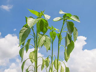 Image showing Plug pepper plant