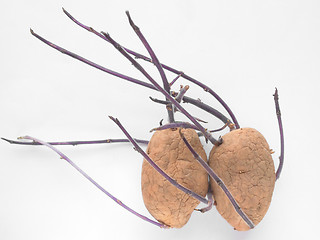 Image showing Potato sprout