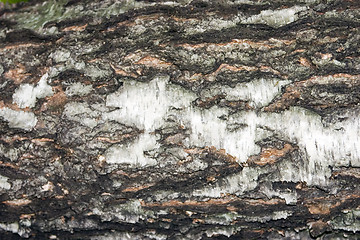 Image showing birchen bark