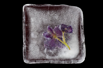 Image showing violet flowers frozen at ice