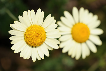 Image showing White Matricaria flowers on the meadow.