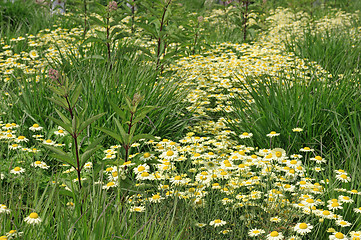 Image showing White daisy flowers on the meadow.
